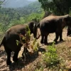 Elephant Freedom Project - Image 3