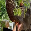 Elephant Freedom Project - Image 5