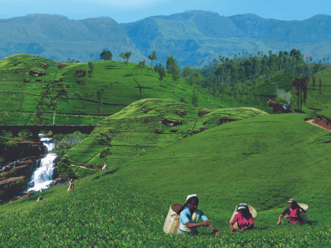 Tea Plantation in Sri Lanka with waterfall